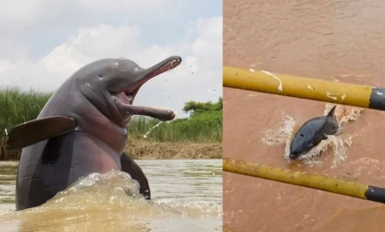 Ganges river dolphin