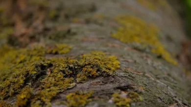 Untitled design 2026 10 01T181608.285 Himalayan fossil fungi