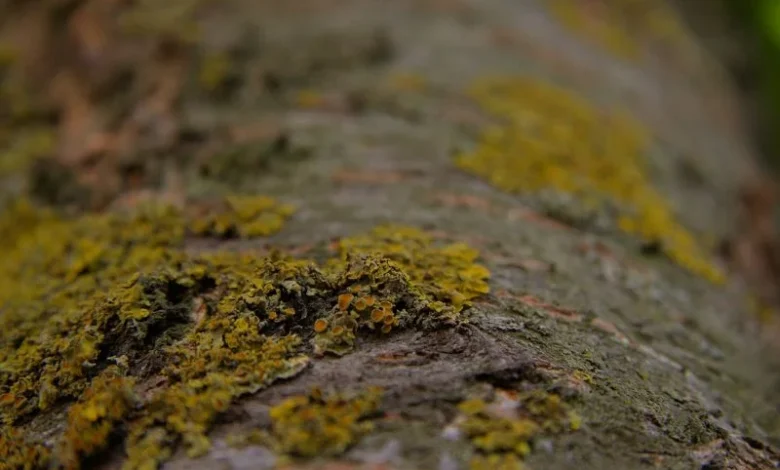 Himalayan fossil fungi