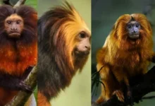 Untitled design 2026 10 02T195721.807 black-faced lion tamarin