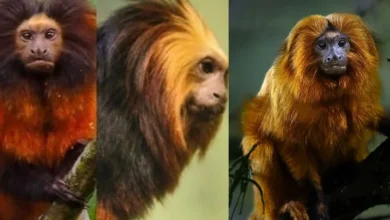 Untitled design 2026 10 02T195721.807 black-faced lion tamarin
