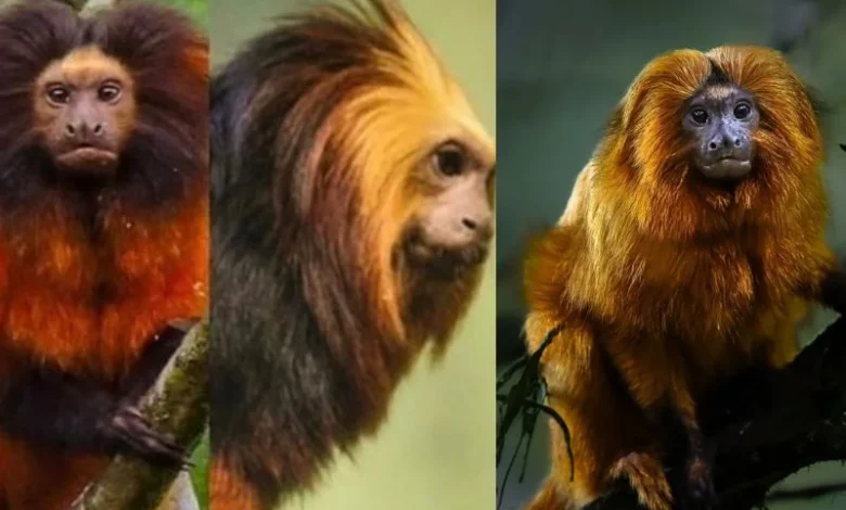 black-faced lion tamarin