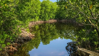 Untitled design 2026 10 02T202019.285 predict mangrove wave protection