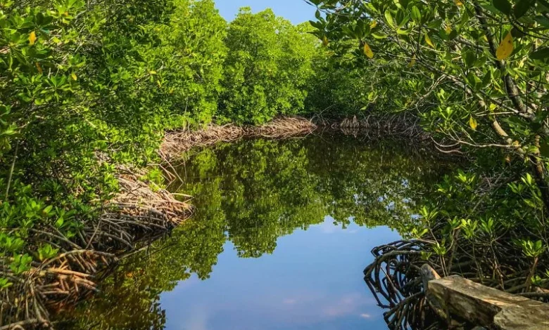 predict mangrove wave protection