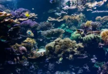 Untitled design 2026 10 05T173014.264 57 new marine species