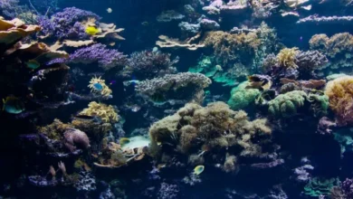 Untitled design 2026 10 05T173014.264 57 new marine species