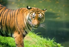 Untitled design 2026 10 05T180446.066 tiger trafficking crisis