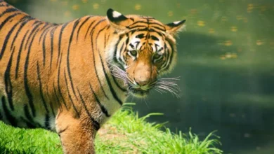 Untitled design 2026 10 05T180446.066 tiger trafficking crisis
