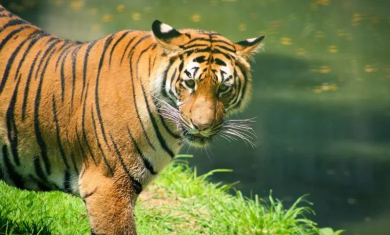 tiger trafficking crisis