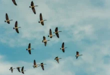 Untitled design 2026 10 05T181149.369 Malta migratory birds