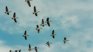 Untitled design 2026 10 05T181149.369 Malta migratory birds