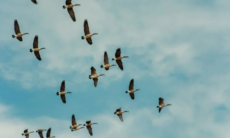Malta migratory birds