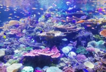 Untitled design 2026 10 06T161747.831 Coral reef shading ideas
