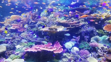 Untitled design 2026 10 06T161747.831 Coral reef shading ideas