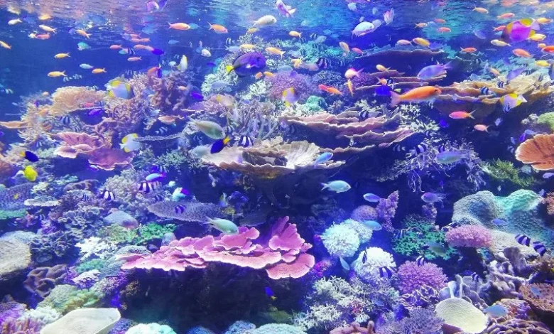 Coral reef shading ideas