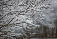 Untitled design 2026 10 06T194457.387 early snowfall in Kinnaur