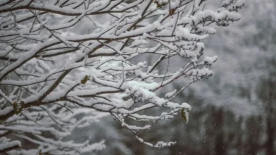 Untitled design 2026 10 06T194457.387 early snowfall in Kinnaur