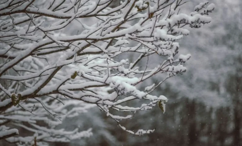 early snowfall in Kinnaur