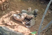 Untitled design 2026 10 06T194939.047 cheetah cubs