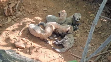 Untitled design 2026 10 06T194939.047 cheetah cubs