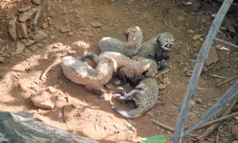 cheetah cubs