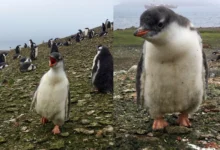 Untitled design 2026 10 06T200433.452 new penguin species