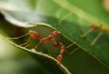 Untitled design 2026 10 06T200940.345 new insect species