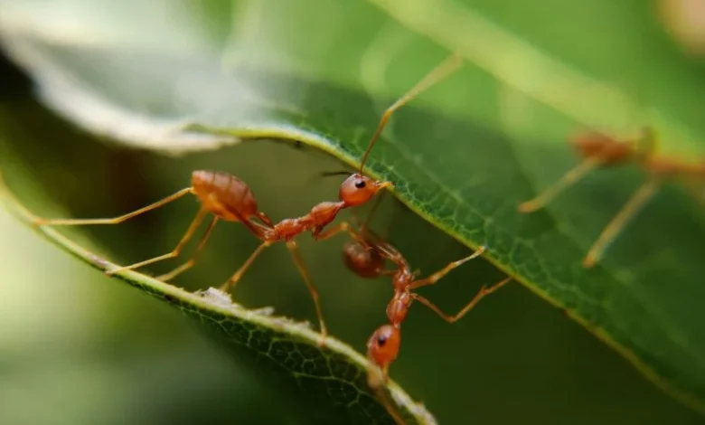 new insect species
