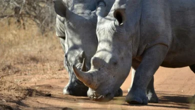 Untitled design 2026 10 06T201538.480 Indonesia's endangered rhinos