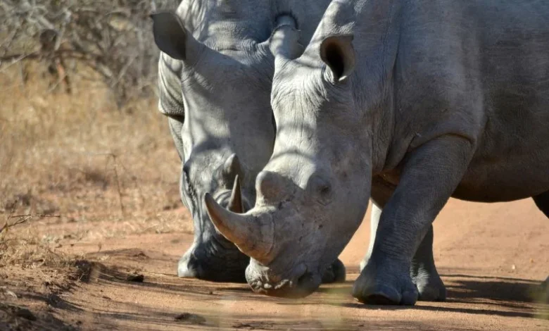 Indonesia's endangered rhinos