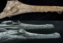 Untitled design 2026 10 07T210011.143 ancient crocodile species