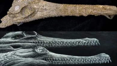 Untitled design 2026 10 07T210011.143 ancient crocodile species