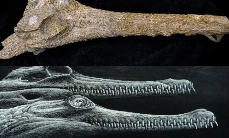 Untitled design 2026 10 07T210011.143 ancient crocodile species