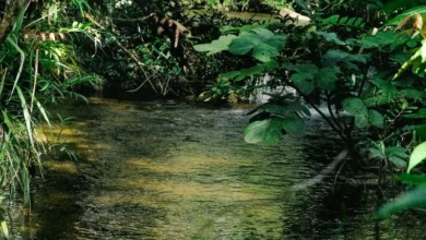 Untitled design 2026 10 07T210544.729 rainforest restoration monitoring