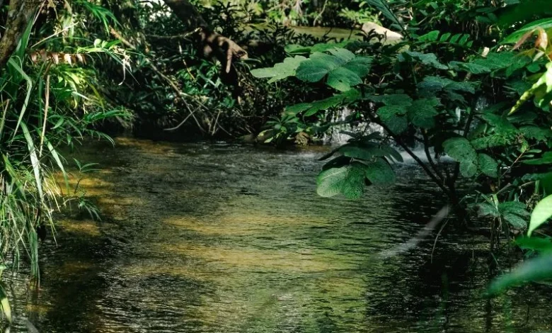 Untitled design 2026 10 07T210544.729 rainforest restoration monitoring