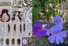Untitled design 2026 10 07T211205.361 new fungal species