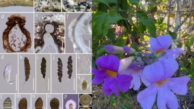 Untitled design 2026 10 07T211205.361 new fungal species