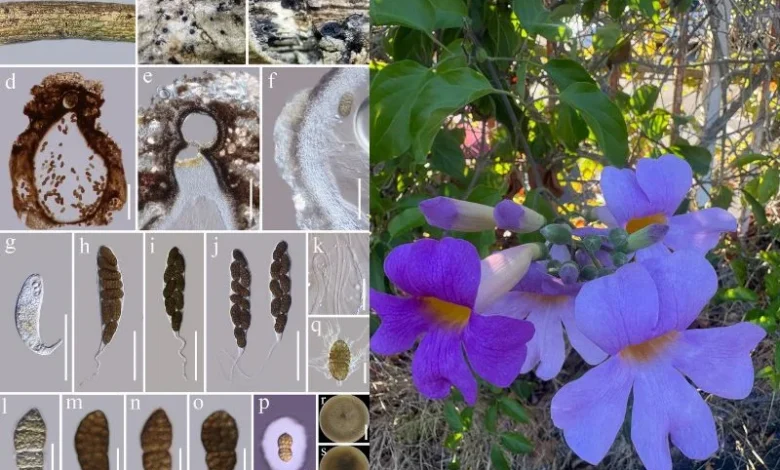 Untitled design 2026 10 07T211205.361 new fungal species