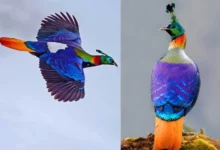 Untitled design 2026 10 07T211921.798 Himalayan Monal bird call