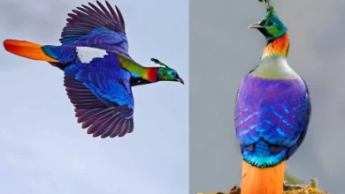 Untitled design 2026 10 07T211921.798 Himalayan Monal bird call
