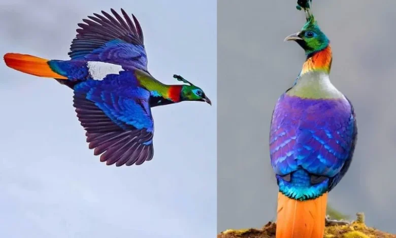 Untitled design 2026 10 07T211921.798 Himalayan Monal bird call