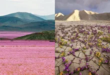 Untitled design 2026 10 07T212612.842 Atacama Desert bloom