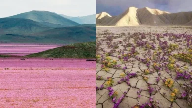 Untitled design 2026 10 07T212612.842 Atacama Desert bloom