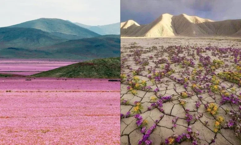 Untitled design 2026 10 07T212612.842 Atacama Desert bloom