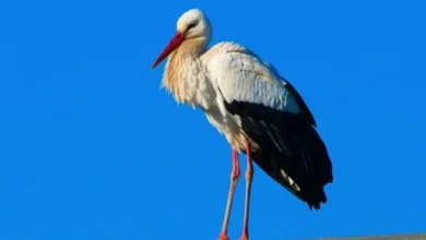 Untitled design 2026 10 07T213404.362 white stork sightings