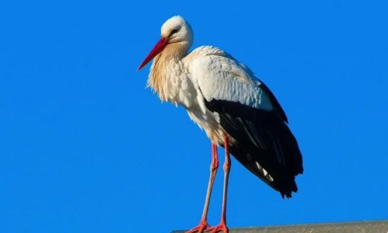 Untitled design 2026 10 07T213404.362 white stork sightings