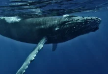 Untitled design 2026 10 08T191149.836 Arabian Sea humpback whales
