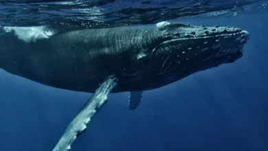 Untitled design 2026 10 08T191149.836 Arabian Sea humpback whales