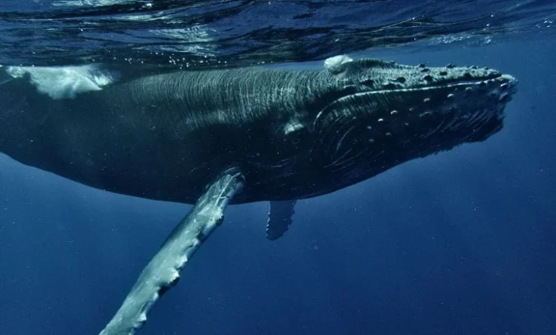 Untitled design 2026 10 08T191149.836 Arabian Sea humpback whales