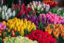 Untitled design 2026 10 08T192140.633 wild tulips central asia
